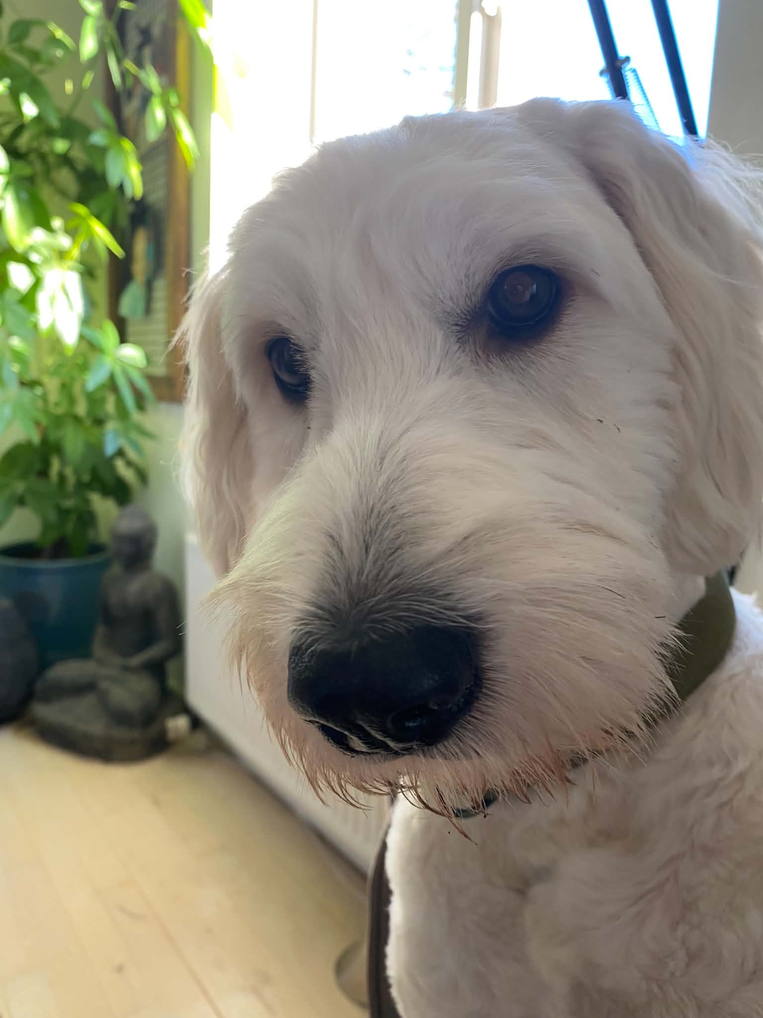 My dog, a shaggy white dog, looking just past the camera